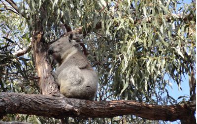 澳大利亞旅修專題報道(八) 澳大利亞旅修專題報道(八)