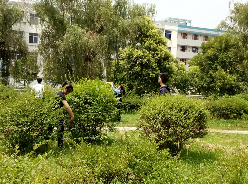 梓桐園藝社開展校園灌木修剪造型活動 梓桐園藝社開展校園灌木修剪造型活動