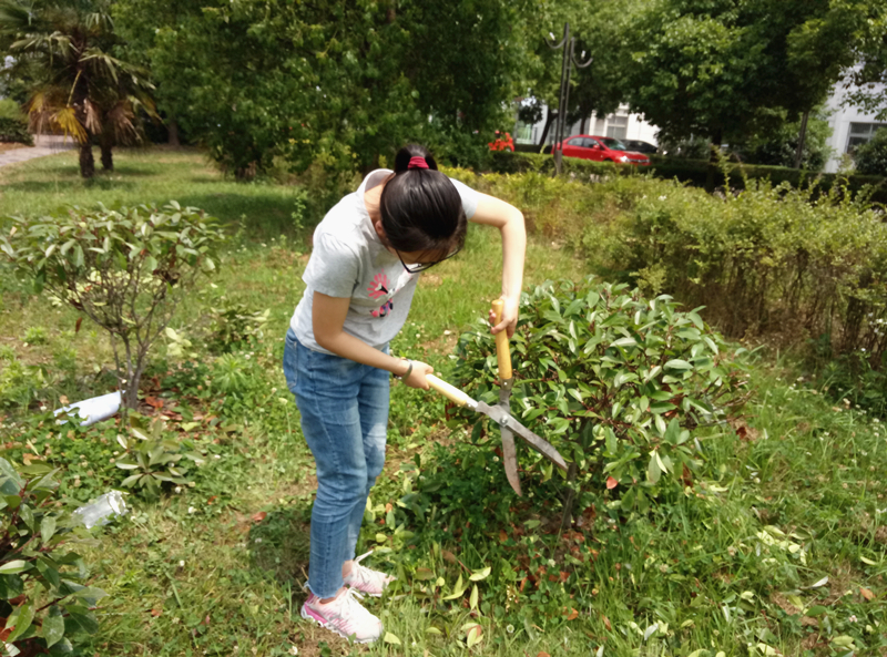 梓桐園藝社開展校園灌木修剪造型活動 梓桐園藝社開展校園灌木修剪造型活動