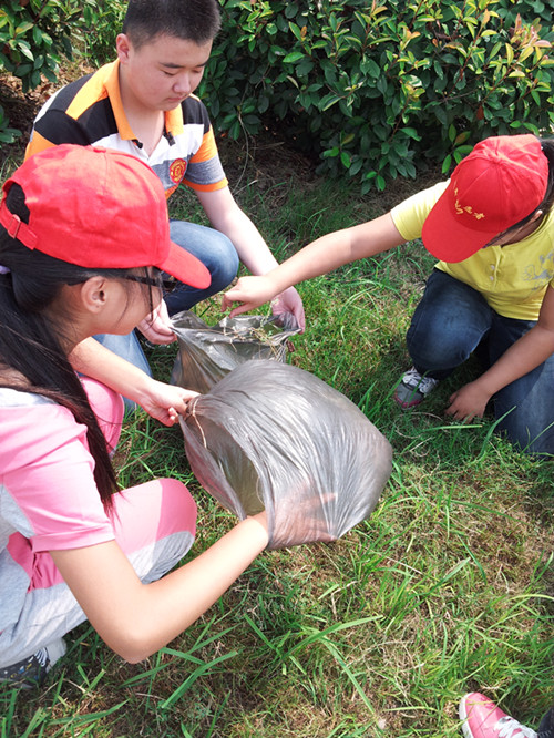我校志愿者開展拔草活動 我校志愿者開展拔草活動
